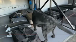 Qeni parandalon kontrabandën, nuhat dy valixhe plot me para