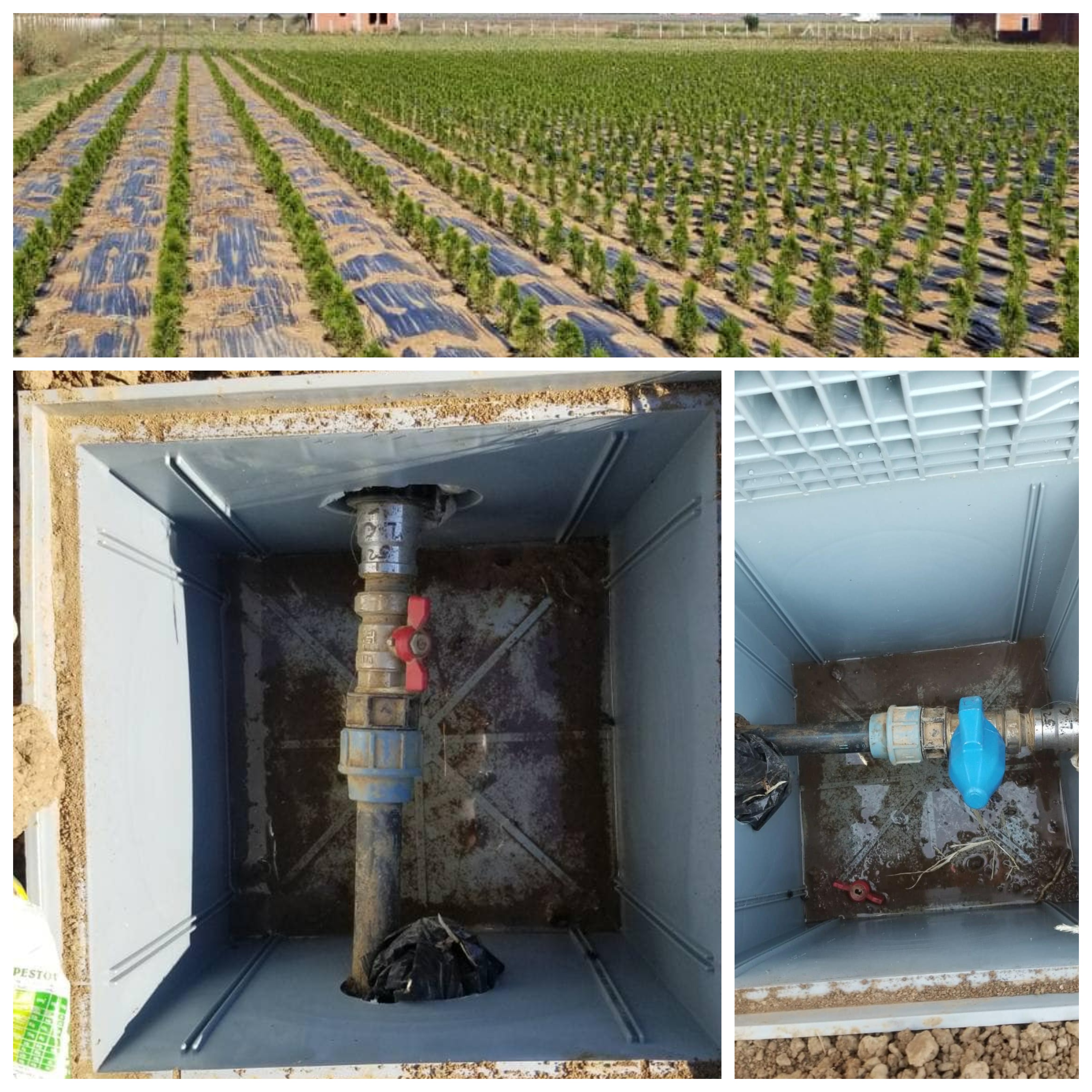 Zbulohet një plantacion i madh në Bardhosh, po ujitej tërësisht me ujë të pijshëm