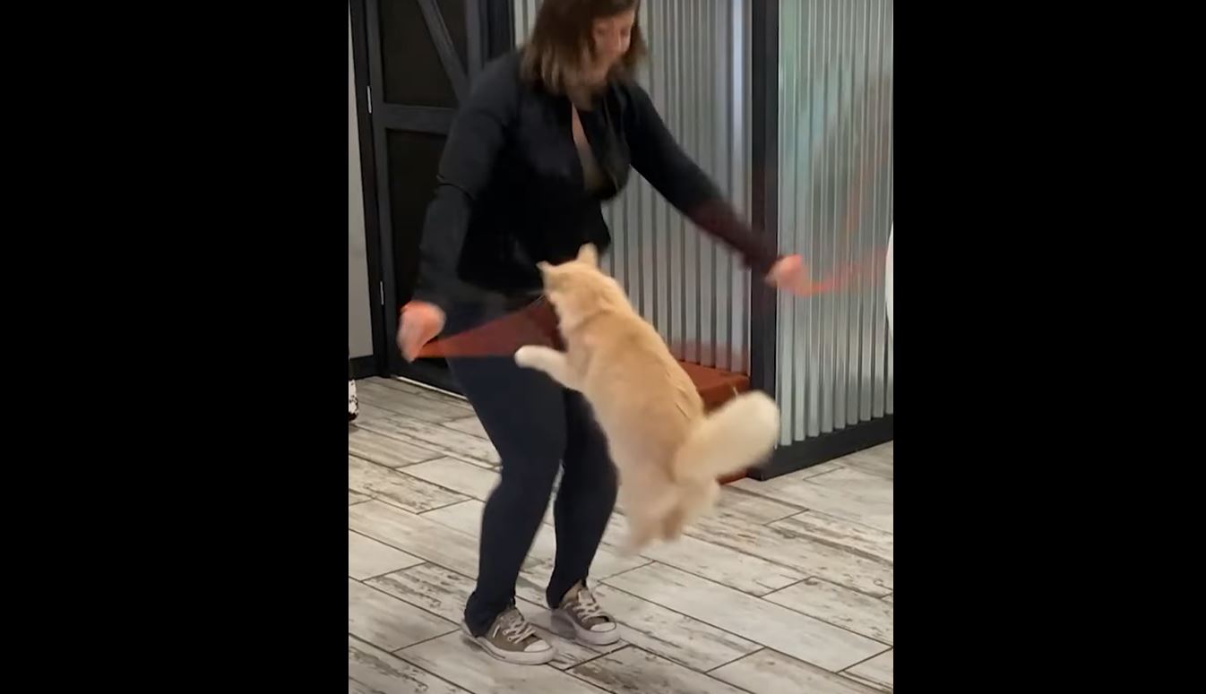 Macja shënon rekord botëror me kërcime në litar