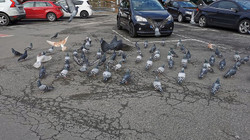 Japan, driver arrested after killing a bird"