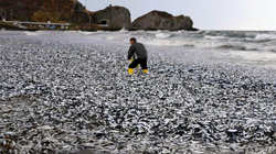Mister në Japoni, mijëra peshq të ngordhur dalin në breg