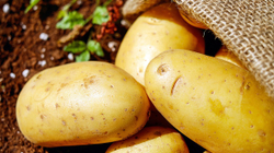 Më 30 maj do të festohet Dita Ndërkombëtare e Patates
