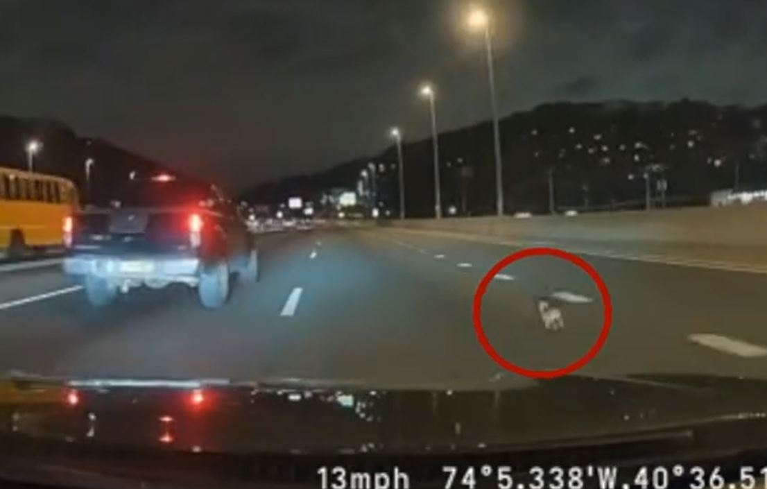 Shoferët bllokojnë autostradën për ta shpëtuar një chihuahua