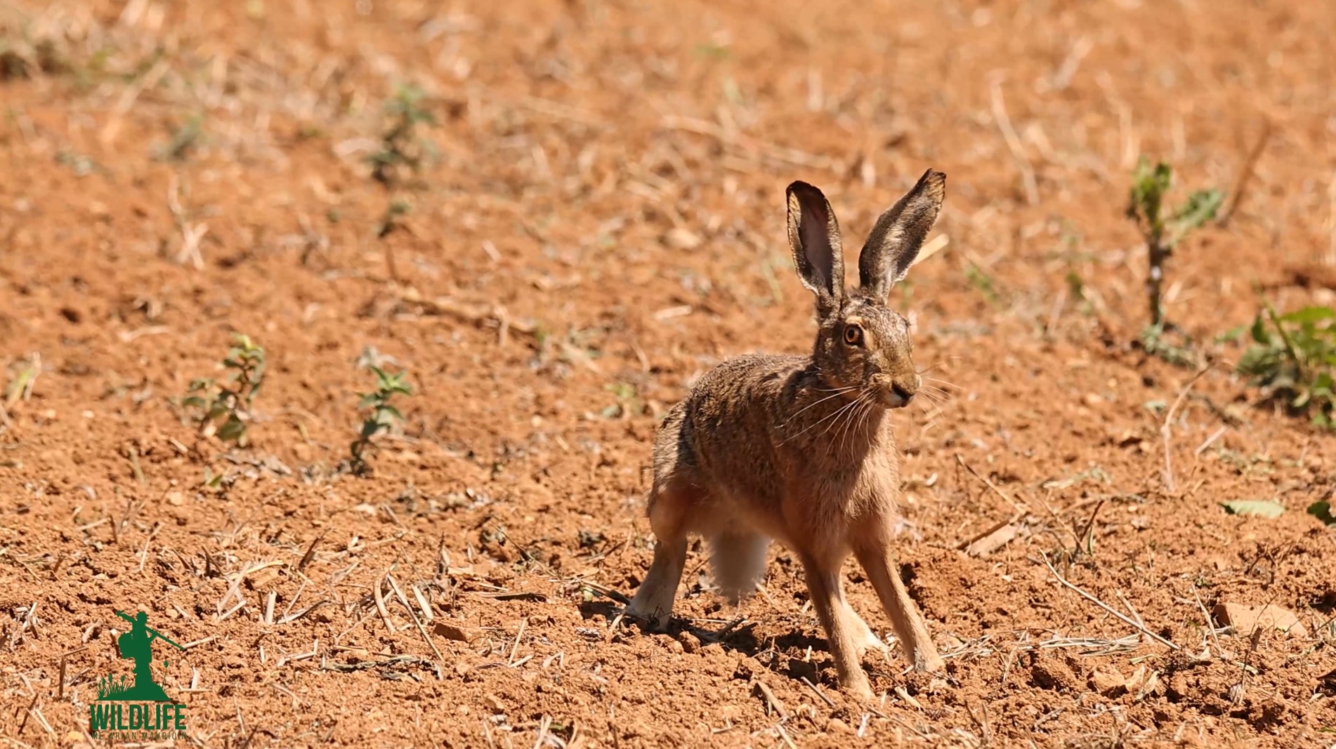 “Wildlife me Arian Mavriqin” - Lepuri i egër