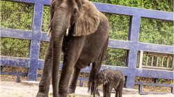 Pas shtatë vjetësh lind një elefant në parkun “Disney World”
