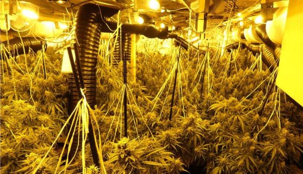 Arrestohen dy shqiptarë në Gjermani, policia gjeti një plantacion kanabisi