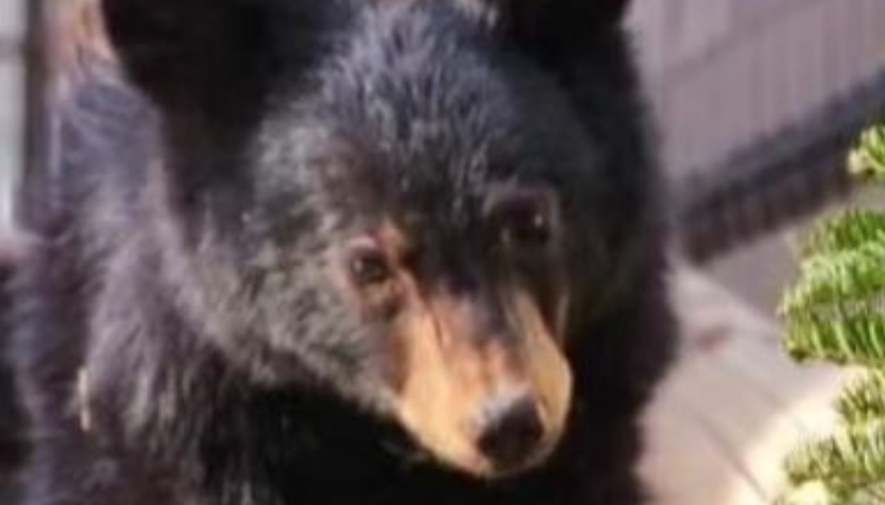 Madhësia e ariut të zi në Arizona “tmerron” ekipin e kopshtit zoologjik