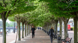 Mbjellja e pemëve në qytete mund të ulë vdekjet nga nxehtësia e verës, sipas studimit