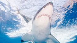 Meksika ndalon aktivitetet turistike të lidhura me peshkaqenët