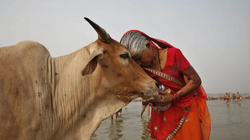Qeveria indiane u kërkon njerëzve të përqafojnë lopët për Shën Valentin