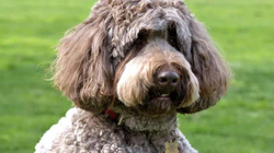 Qeni nga Kalifornia hyn në “Guinness” për qerpikët më të gjatë në botë