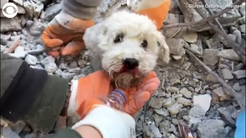 Pamje nga momenti i shpëtimit të një qenushi i cili qëndroi mbi 90 orë nën rrënoja