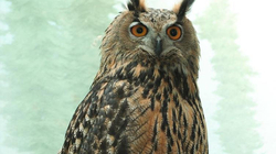 Kopshti zoologjik ia falë lirinë bufit të arratisur