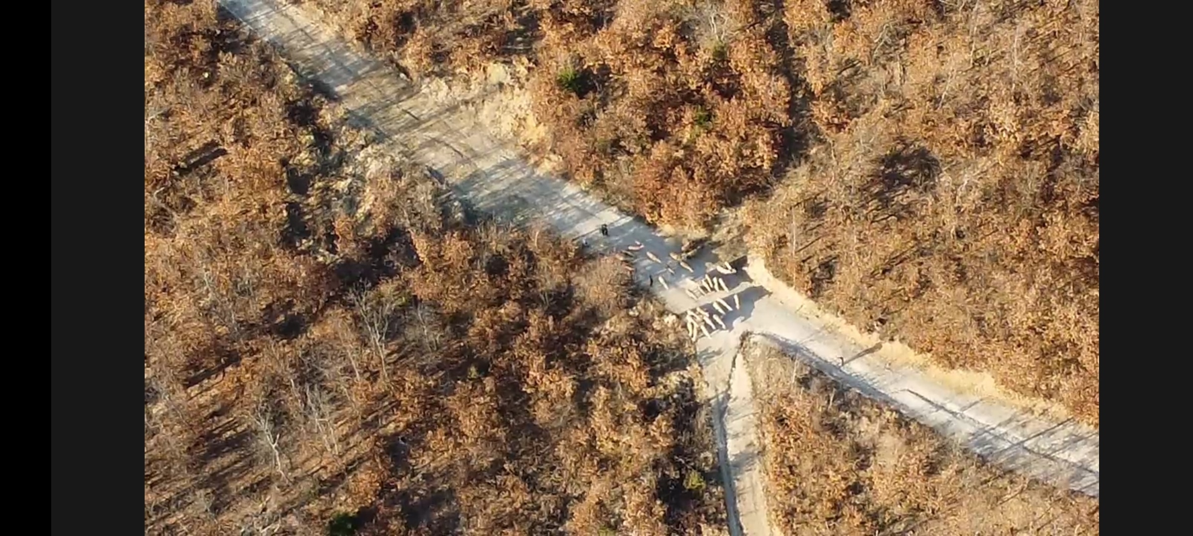 Tentuan kontrabandimin e deleve nga Serbia, policia i lokalizoi delet por të dyshuarit ikën nga mali