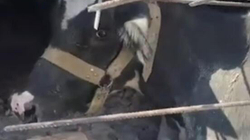 Lopa nxirret shëndosh e mirë nga rrënojat 17 ditë pas tërmetit  në Turqi