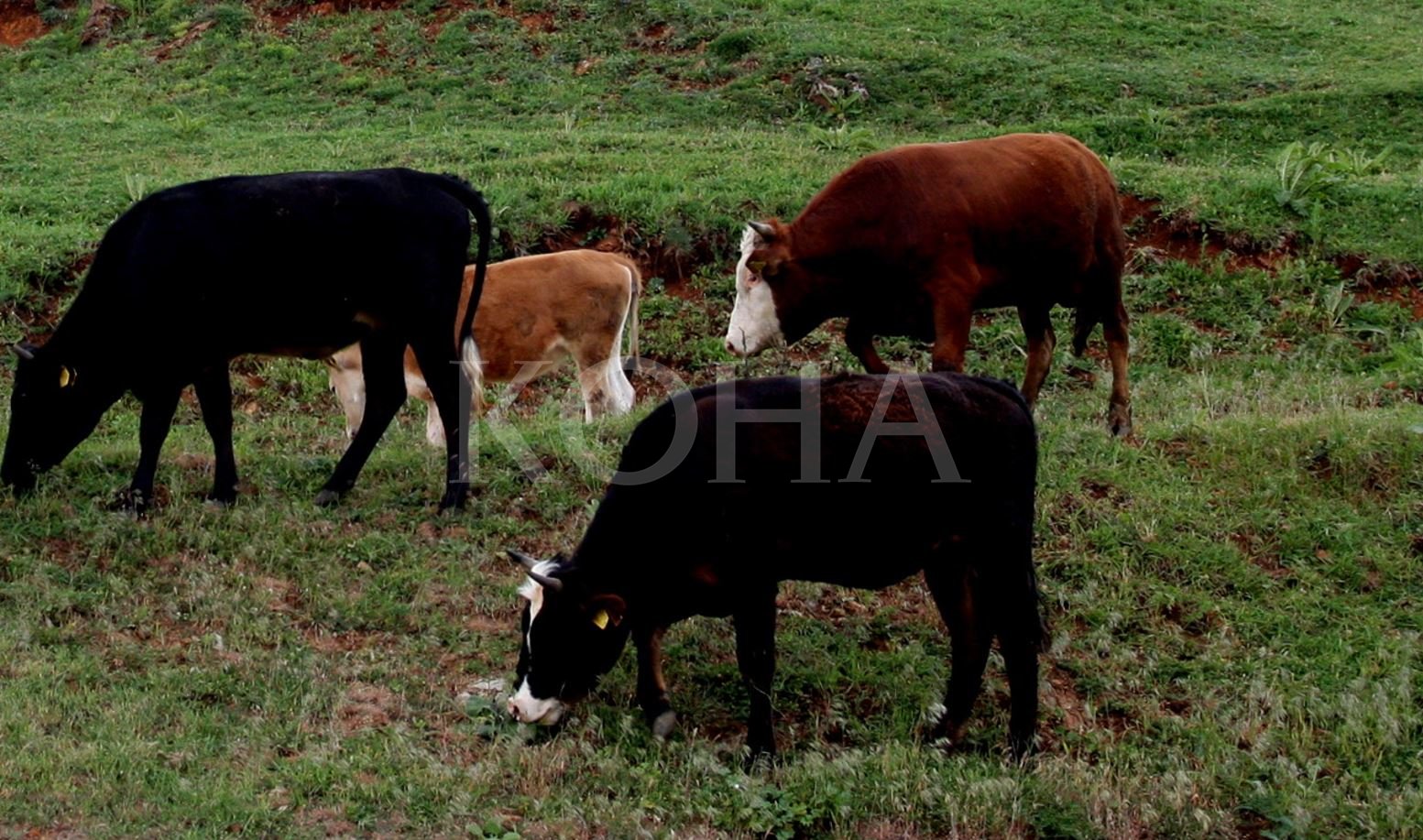 Arrestohet një person për kontrabandim të lopëve nga Serbia