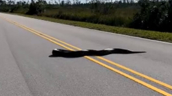 Pitoni pesë metra i gjatë bllokon një rrugë në Florida