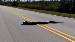 Pitoni pesë metra i gjatë bllokon një rrugë në Florida