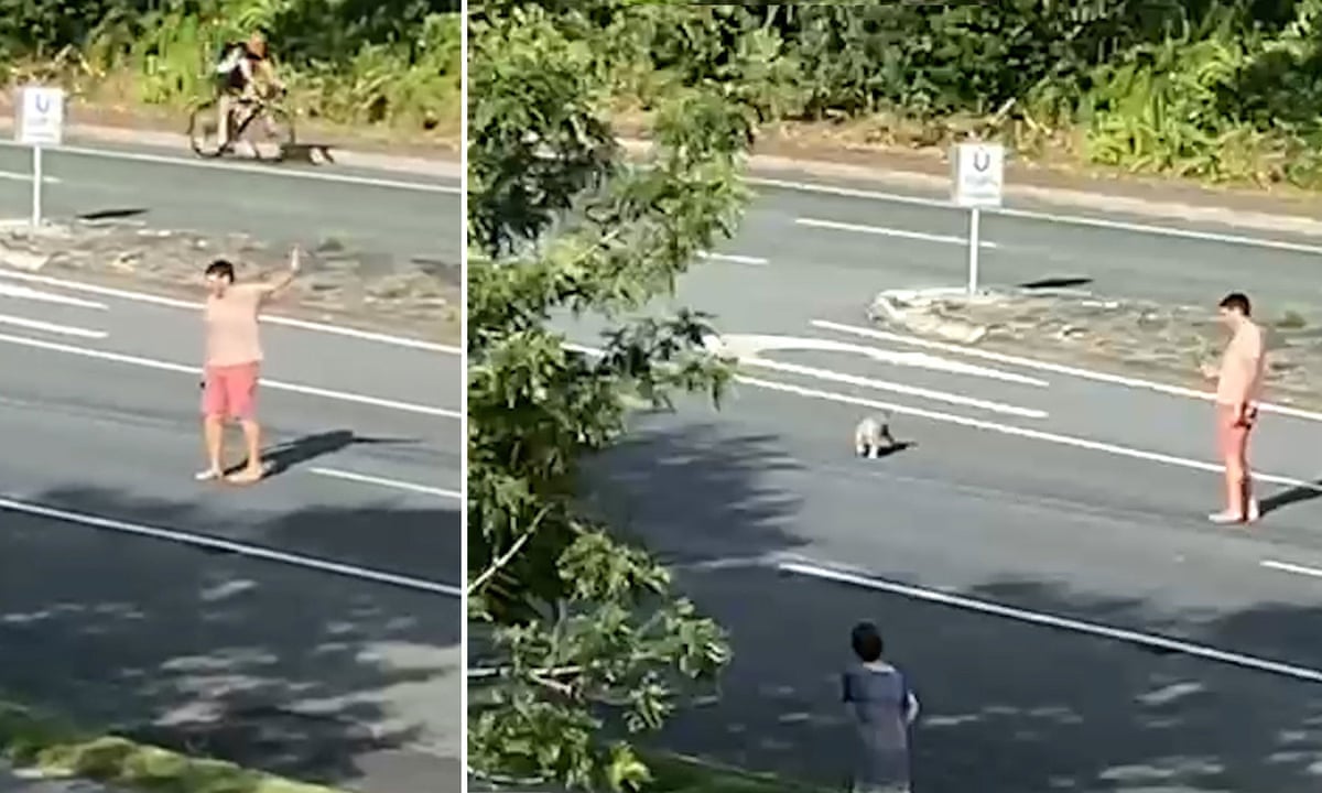 Australiani ndalon trafikun për ta shoqëruar koalën ta kalojë rrugën