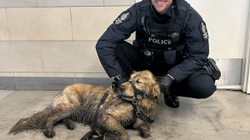 Policia kanadeze shpëtoi qenin e bllokuar në hekurudhë