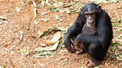 Lind shimpanzeja më e rrallë në botë