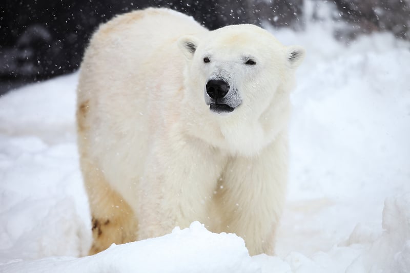 Ariu polar vret një grua dhe një fëmijë në Alaska