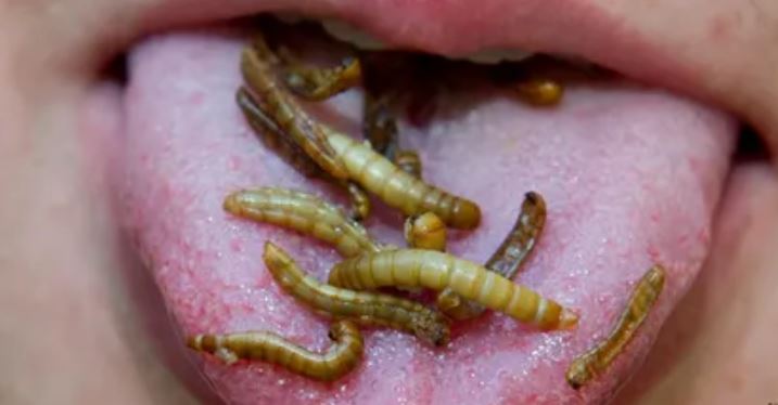Insektet në meny, llojshmëri në zgjedhje
