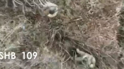 Pamje të rënda, si u sulmuan rusët nga lartësia me granata [VIDEO]
