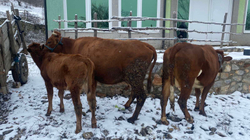 Policia parandalon kontrabandimin e dy lopëve dhe një viçi nga Maqedonia