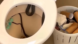 Gjarpri katër metra i gjatë “bllokon” tualetin e familjes australiane