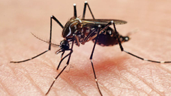 Beseitigen Sie Mücken mit ein paar einfachen Maßnahmen