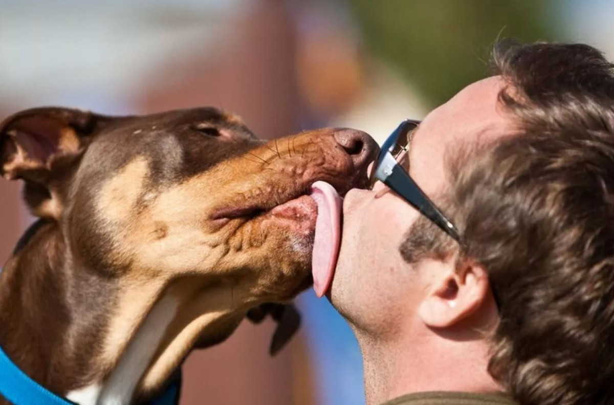 Les experts recommandent de ne pas serrer les chiens dans leurs bras -  KOHA.net