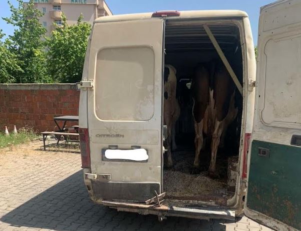 Policia arreston një person për kontrabandim me gjedhe