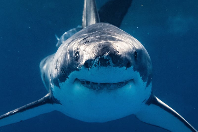 Shkencëtarët për sjelljet e çuditshme të peshkaqenëve në Florida: Kanë pirë kokainë