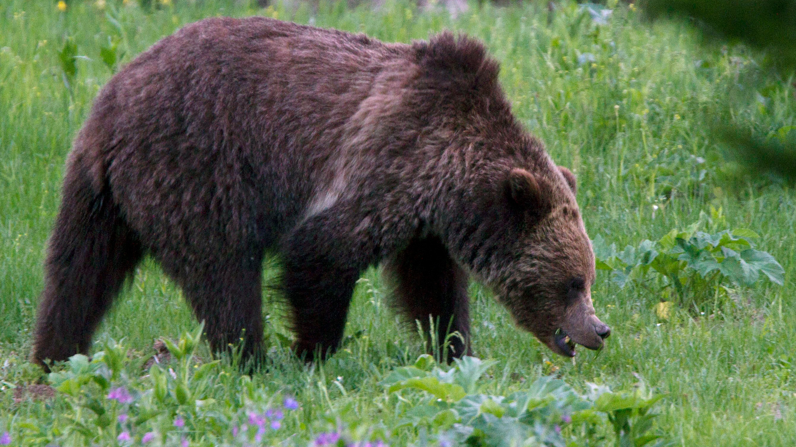 Një grua në SHBA dyshohet se u vra nga ariu i murrmë