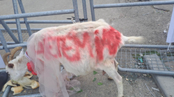 Në Leposaviq shfrytëzohen fëmijët e kafshët për protestë