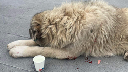 Im Zentrum von Pristina wird ein Hund abgeschlachtet