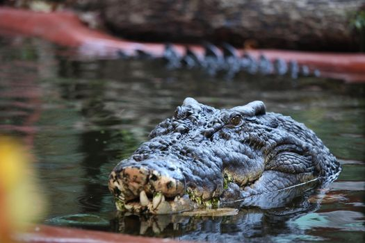 Krokodili më i madh në botë feston ditëlindjen e 120-të - KOHA.net