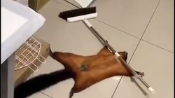 Ketri kreativ inskenon ngordhjen e tij, videoja merr miliona pëlqime