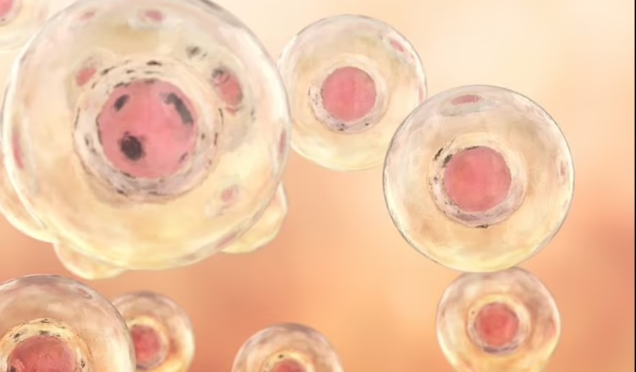 Shkencëtarët krijojnë një embrion njerëzor pa vezore, spermatozoide apo fertilizim