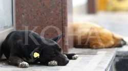 Rama: Interesim i madh i qytetarëve për të adoptuar qen endacakë