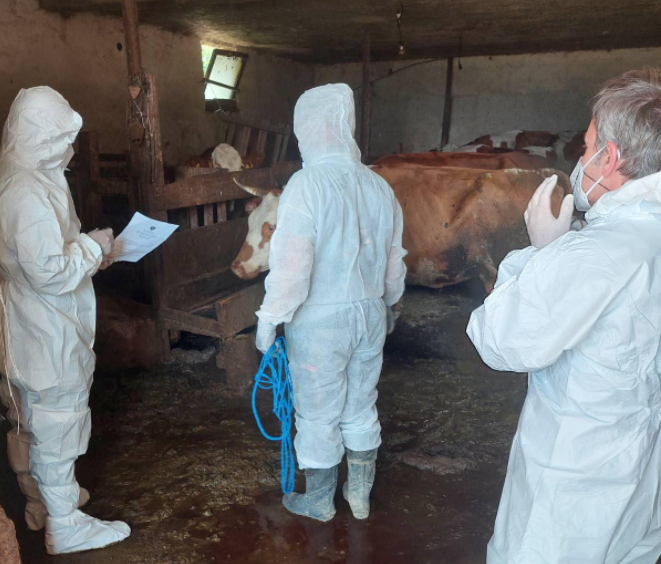 Asgjësohen 32 krerë gjedhe në Gjilan dhe Prizren