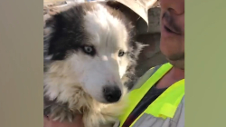 Qeni shpëtohet nga rrënojat 23 ditë pas tërmetit në Turqi