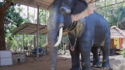 Në Indi e zëvendësojnë elefantin me robot për ritualet
