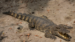Adoleshenti australian kafshohet nga krokodili teksa po u ikte përmbytjeve