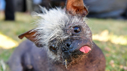 Hapet konkursi për qenin më të shëmtuar në botë