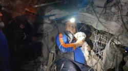 Nxirret i gjallë nga rrënojat edhe një qenush, gati një muaj pas tërmetit në Turqi