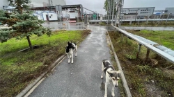 A munden qentë e Chernobylit të na mësojnë truke të reja mbi mbijetesën