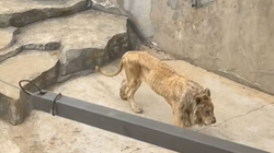 Pamje të rënda, luani në kopshtin zoologjik në Kinë po mbahet në kushte mizore