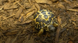 Tri breshka të vogla sjellin shpresë për specien e tyre